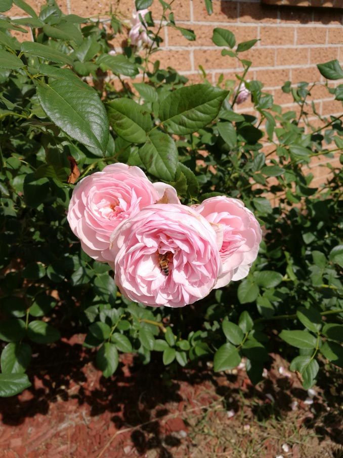 A bee sitting on a rose flower