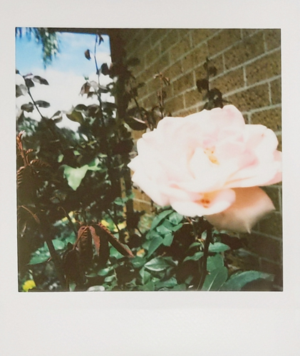 A pink rose in bloom