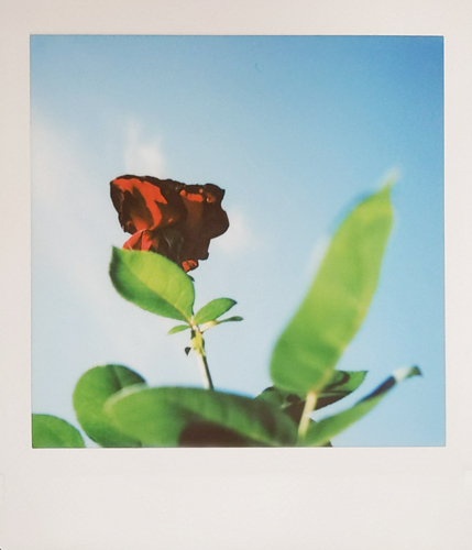 A red rose against the sky